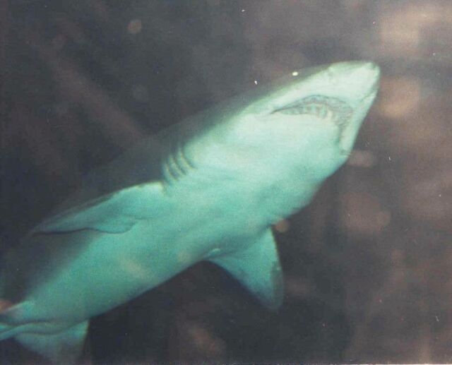 Seaworld Orlando 1990