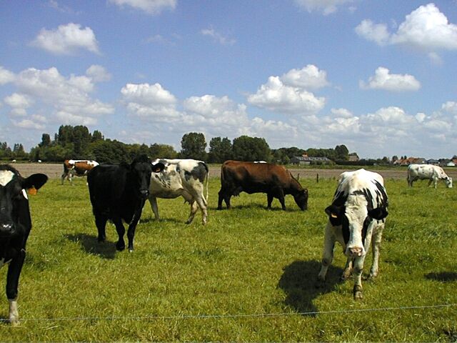 Leugenboomcows